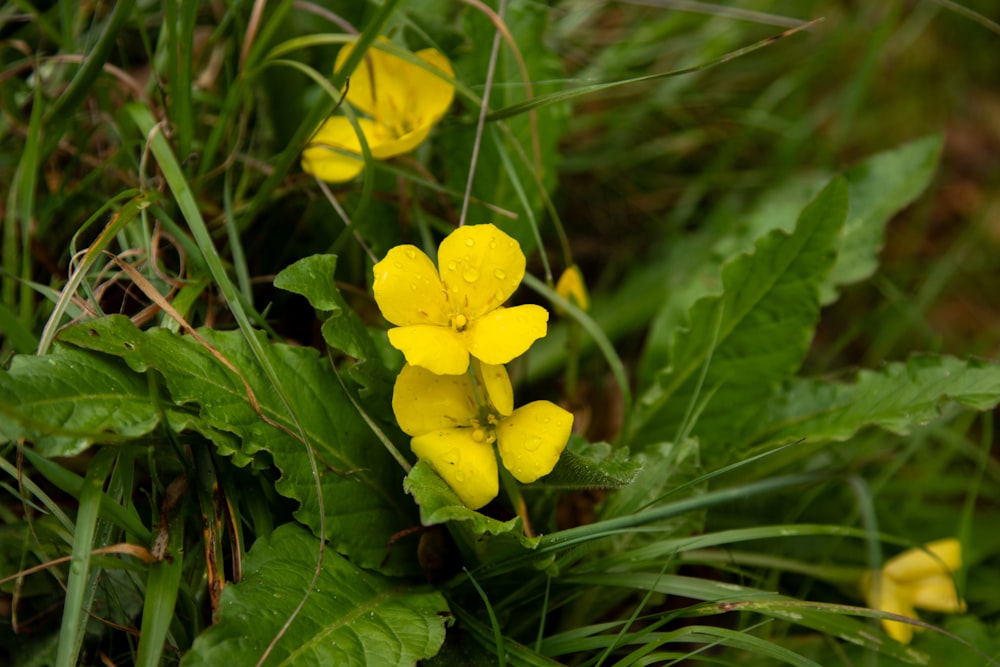 a close up of some yellow flowers in the grass
