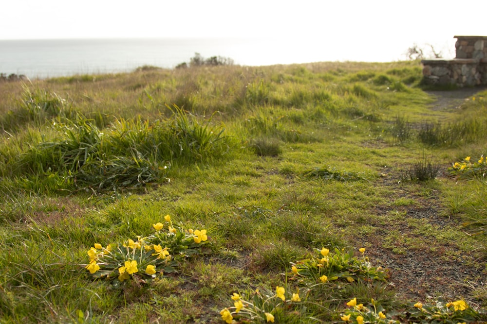 a grassy field with yellow flowers and a bench