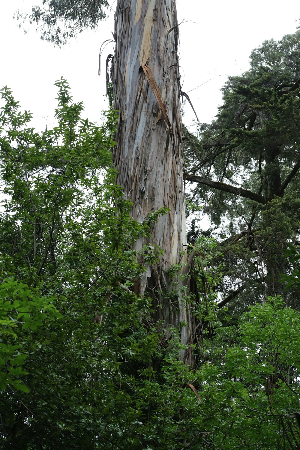 a tree that has been cut down in the forest