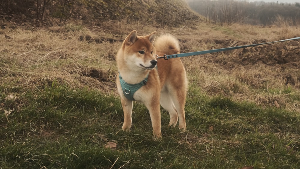 a brown and white dog on a leash in a field