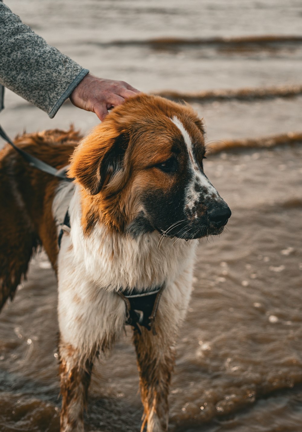 a wet dog standing in the water at the beach