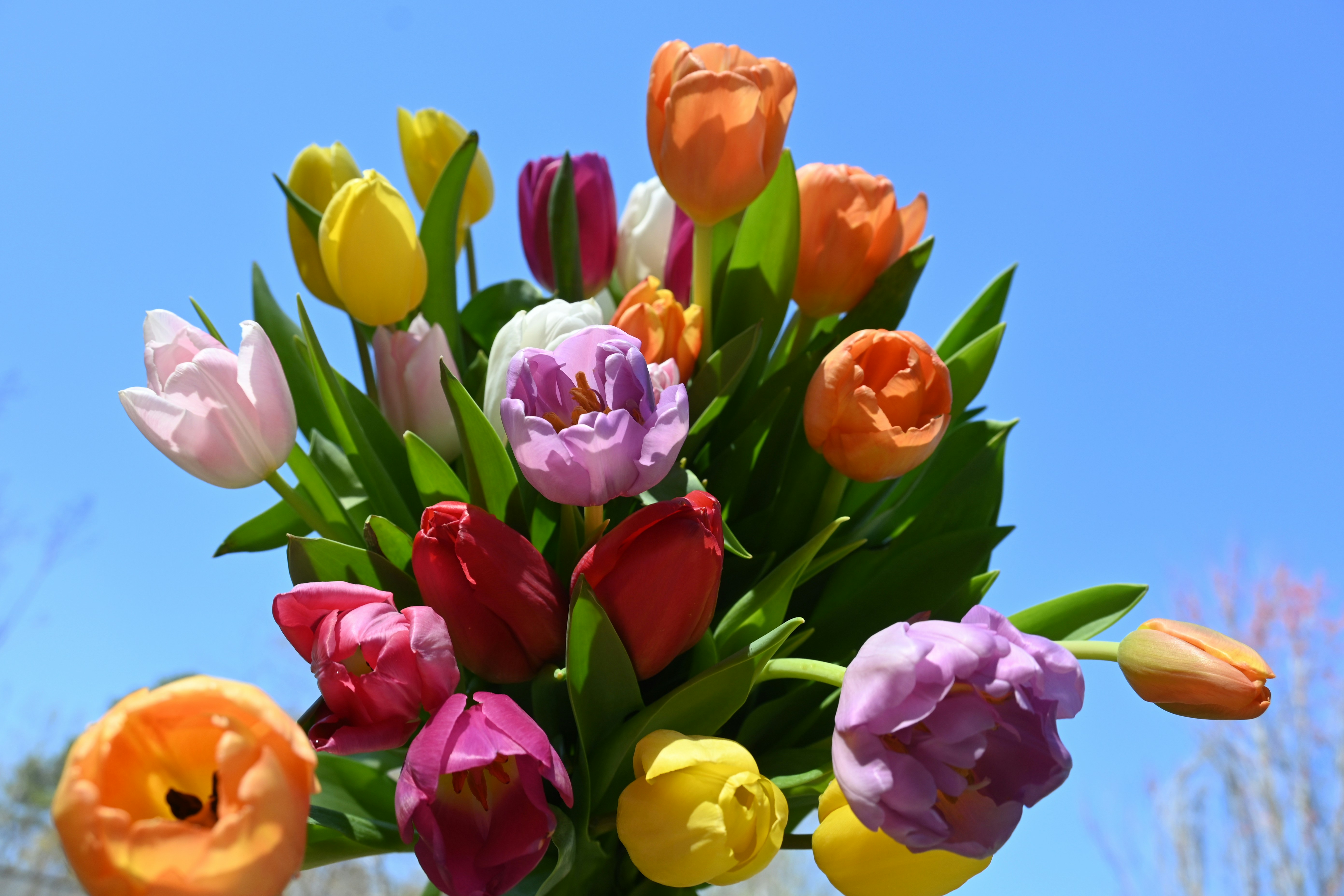 tulips wallpapers nature sunshine