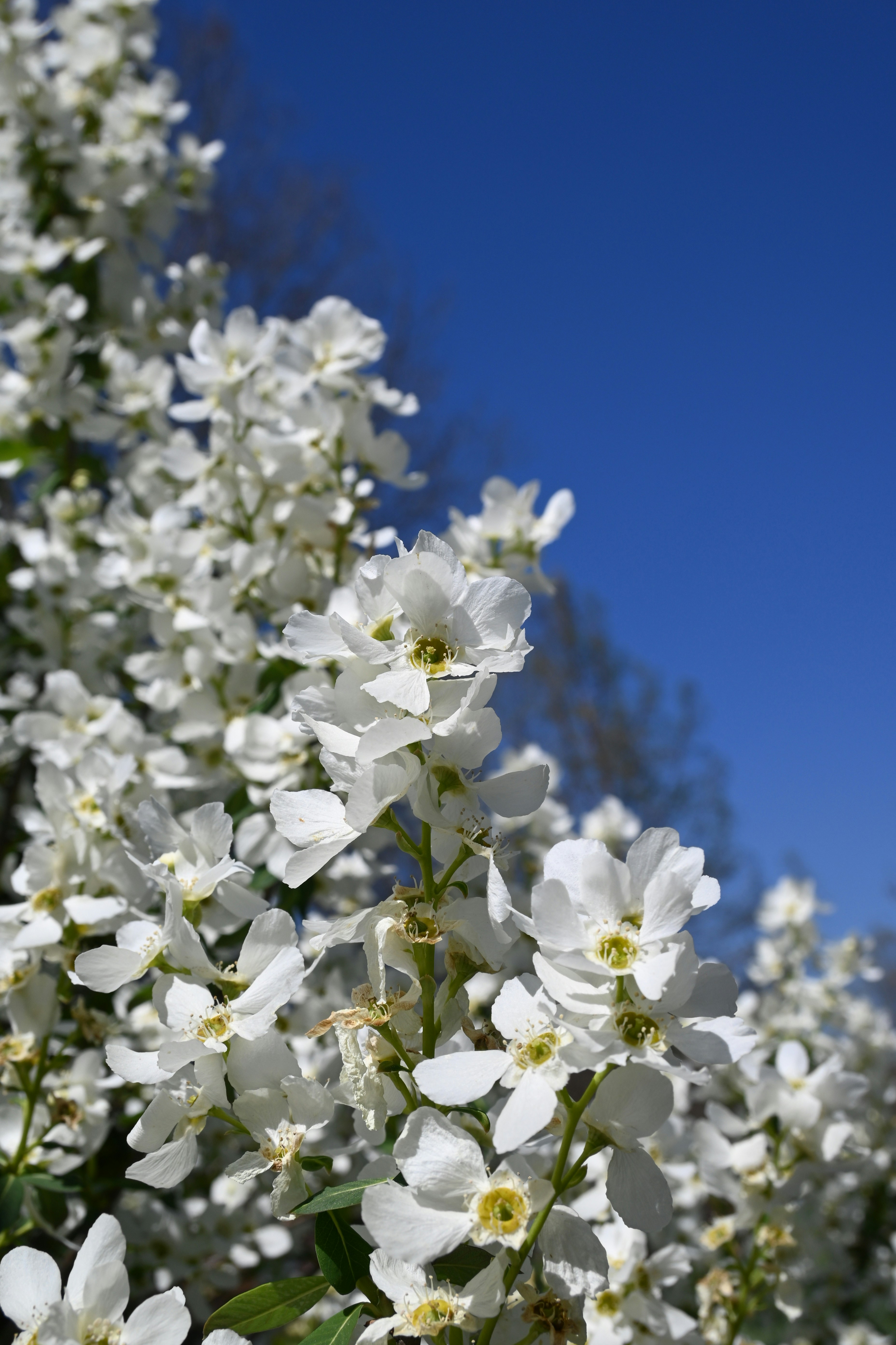 un ramo de flores blancas con un cielo azul de fondo