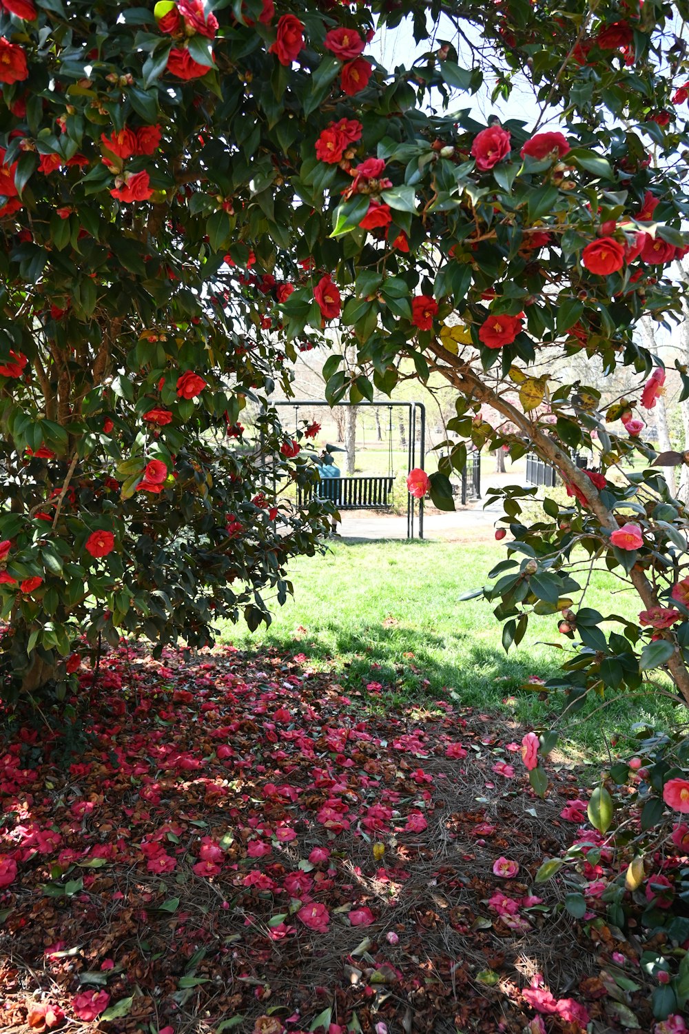 a park bench sitting under a tree filled with red flowers