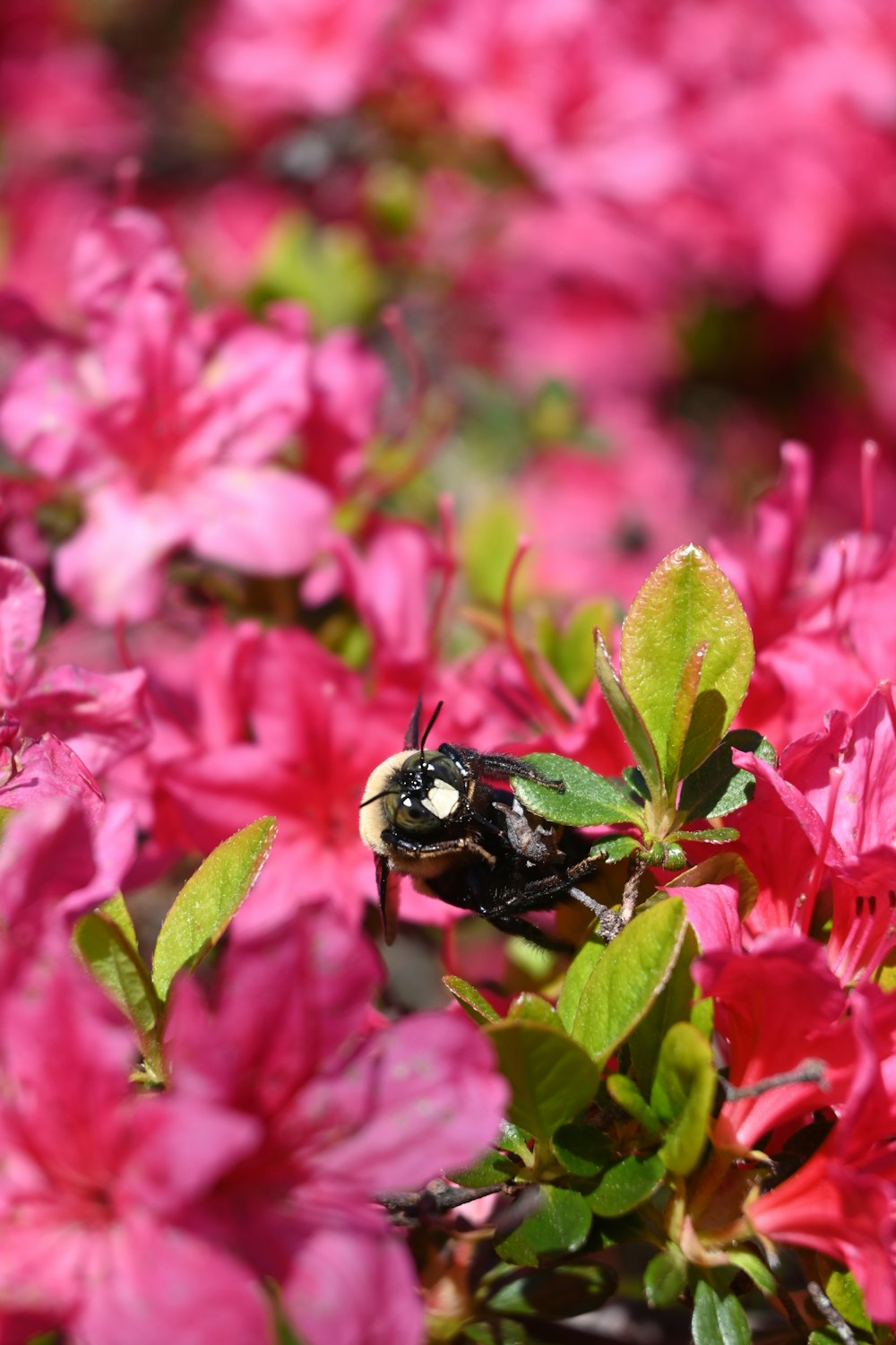 a green and black insect sitting on a pink flower