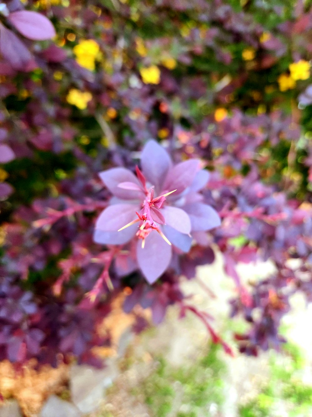 a close up of a purple flower on a tree