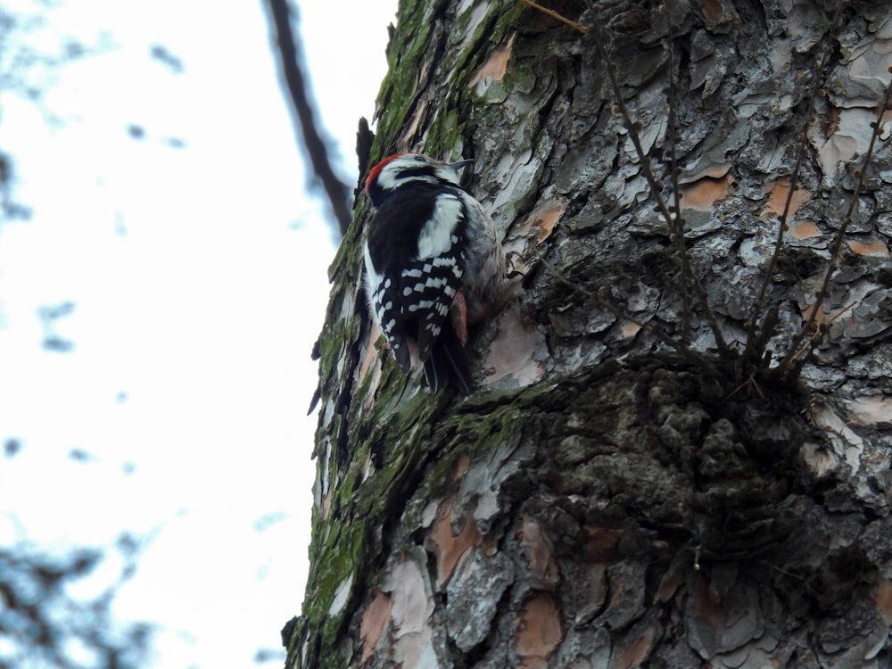 a bird is perched on the bark of a tree