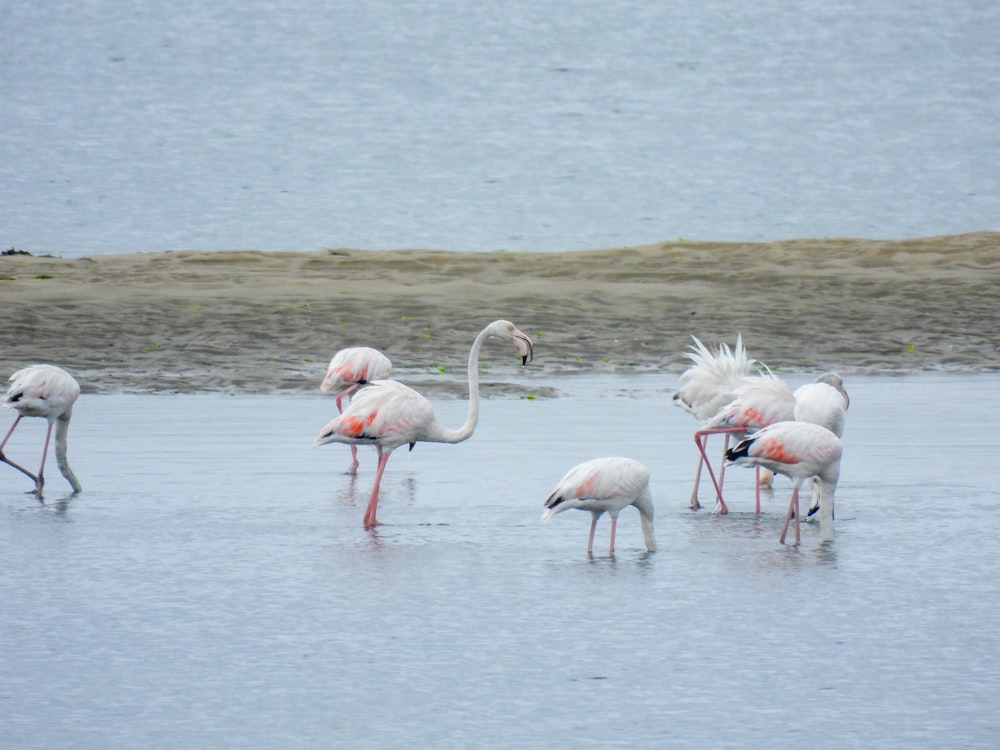 ein Schwarm Flamingos, der auf einem Gewässer steht