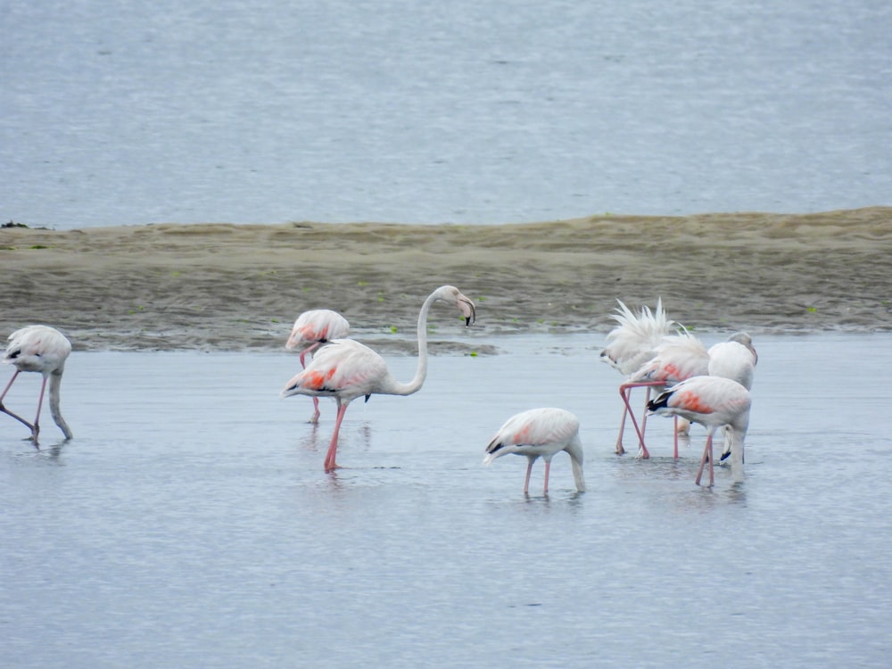 una bandada de flamencos parados sobre un cuerpo de agua