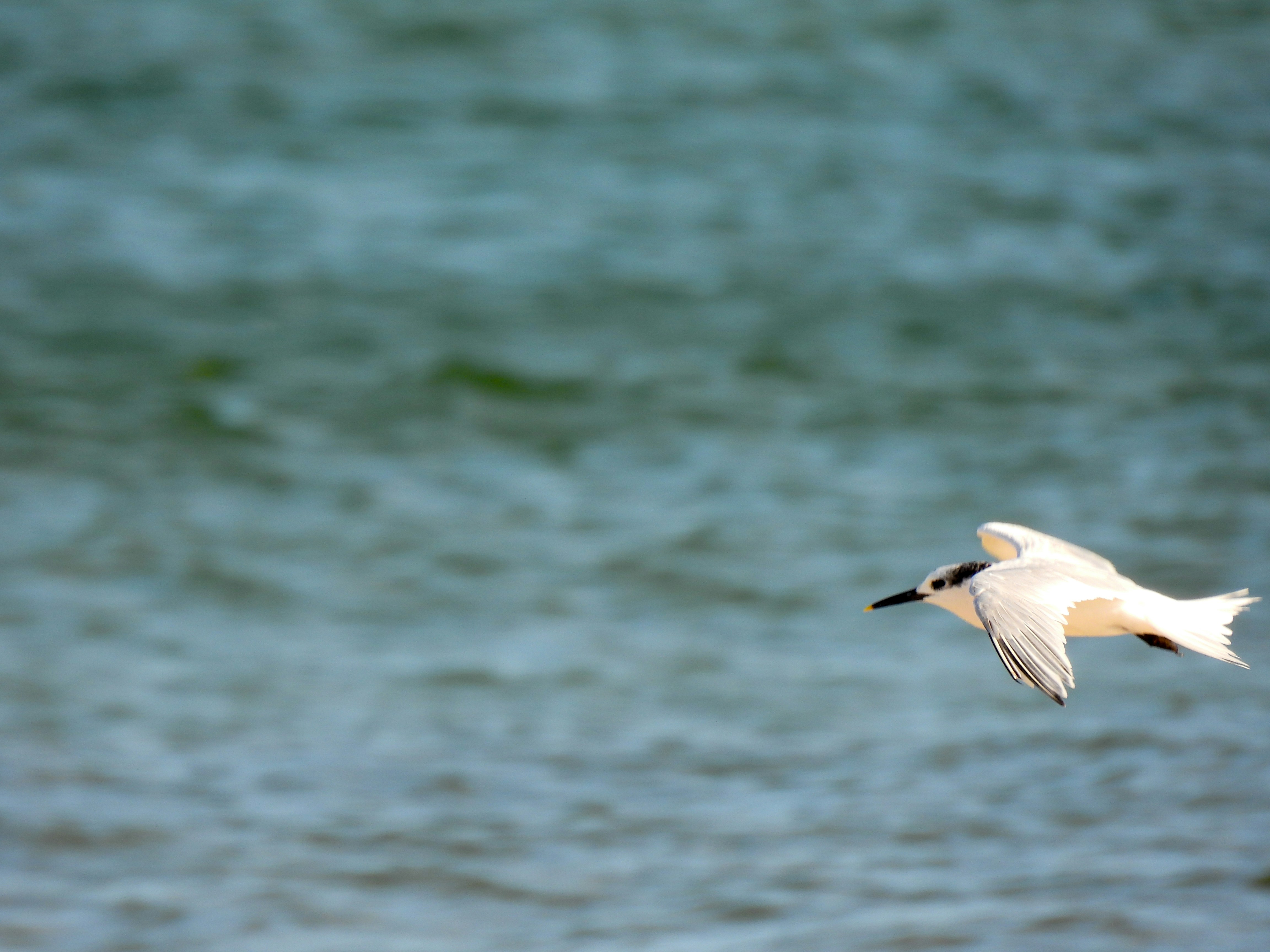 Farage Offers to Help Mandelson in US Role