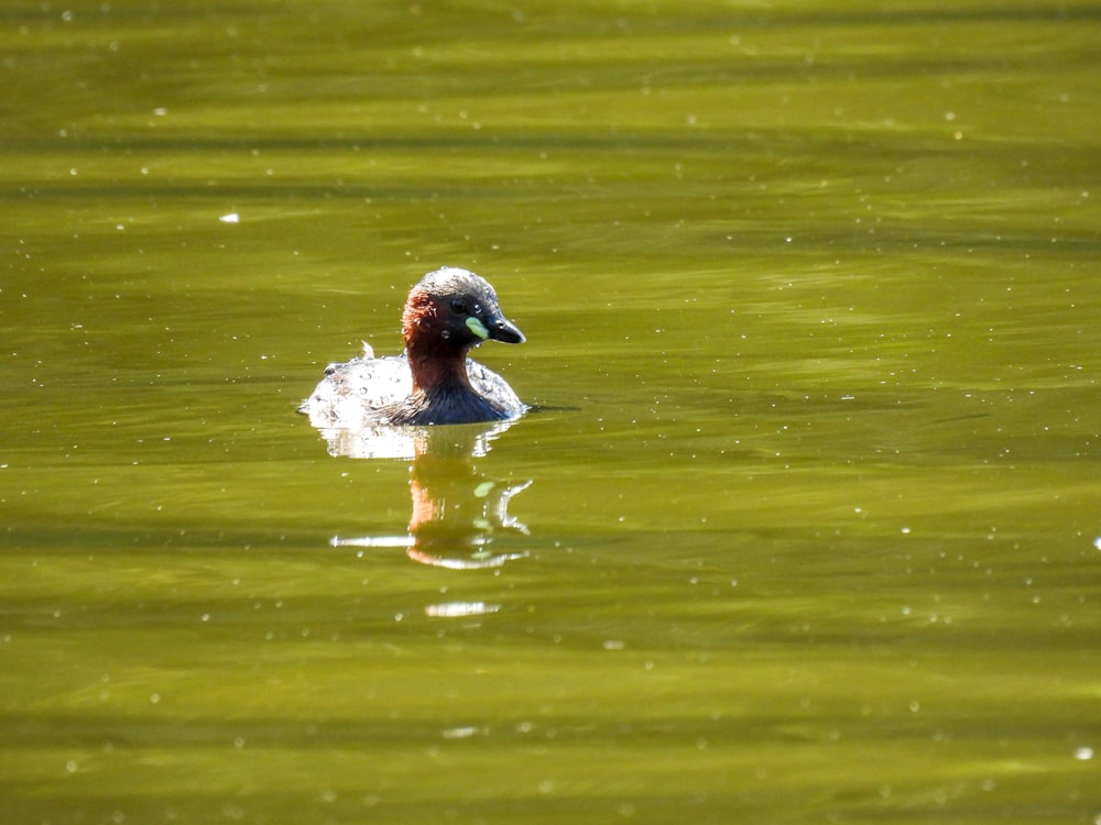 a duck floating on top of a body of water