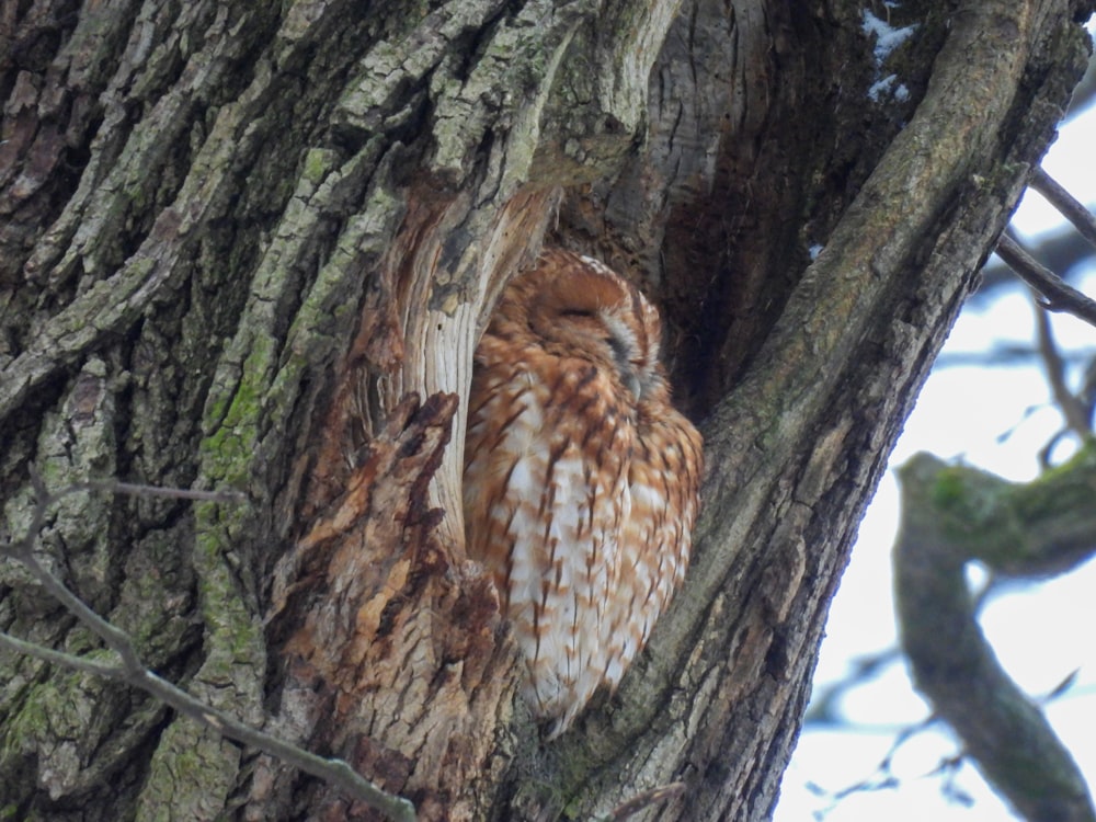 an owl is sitting in the middle of a tree