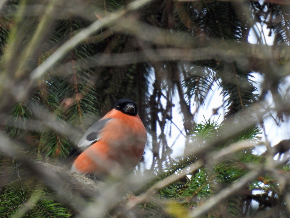 a bird is sitting in a pine tree