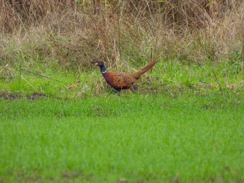 a pheasant standing in a field of green grass