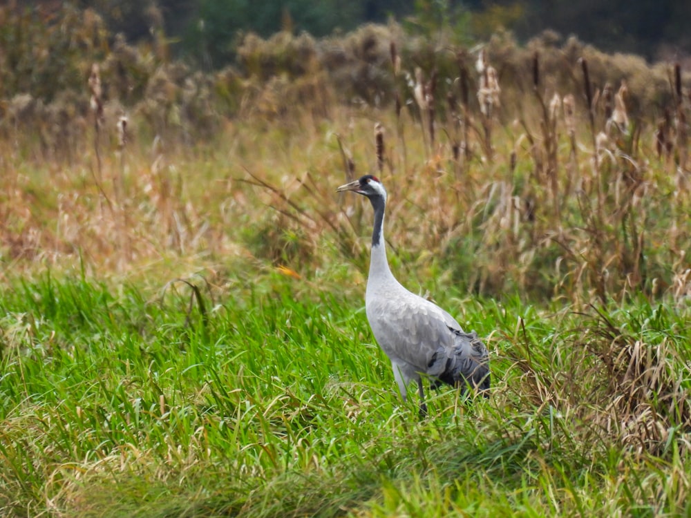 a bird standing in a field of tall grass