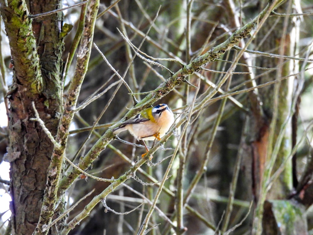 a small bird perched on a tree branch