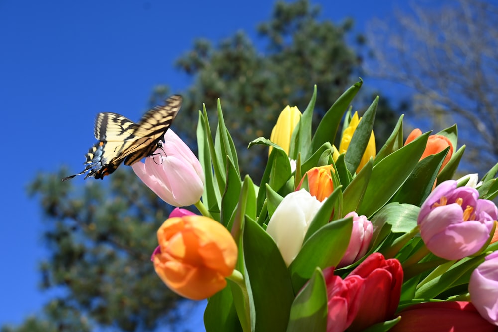 a butterfly sitting on top of a bunch of flowers