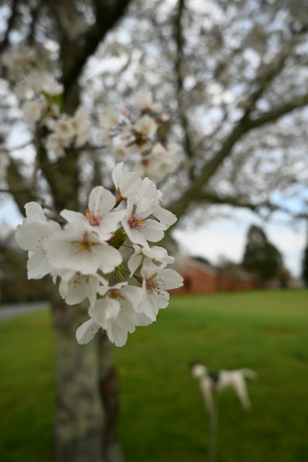 a tree with white flowers and a dog in the background