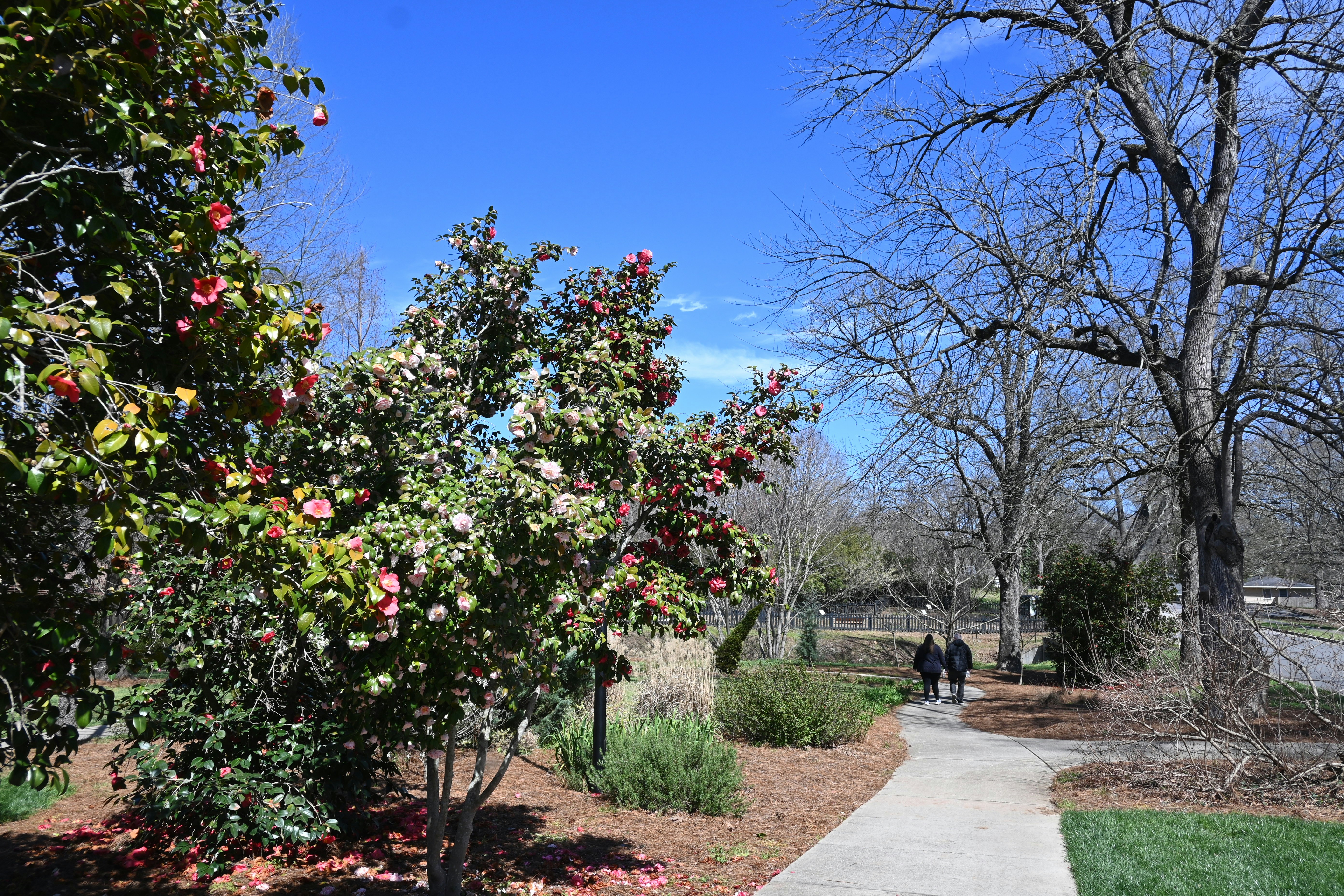 Hall Park