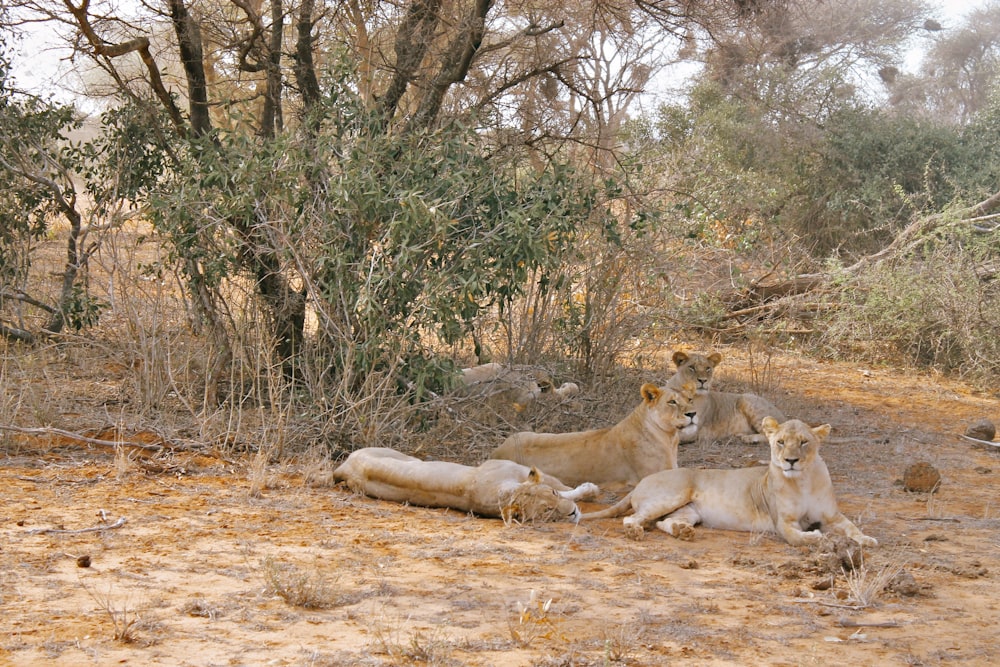 a group of lions laying down in the dirt