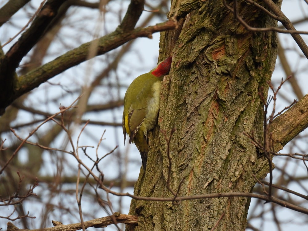 a small bird perched on the side of a tree