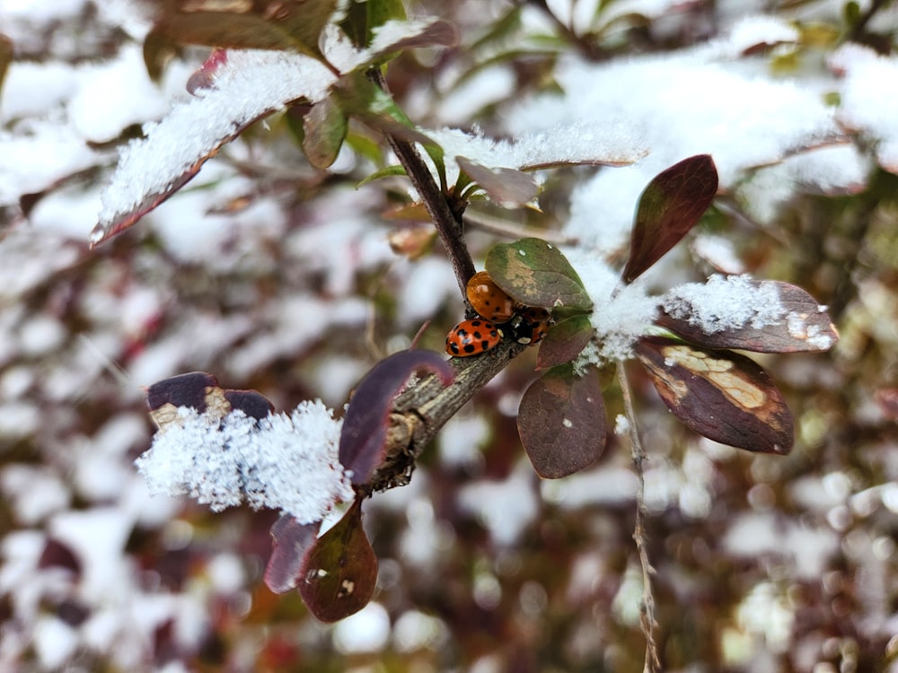 a lady bug sitting on top of a leaf covered tree