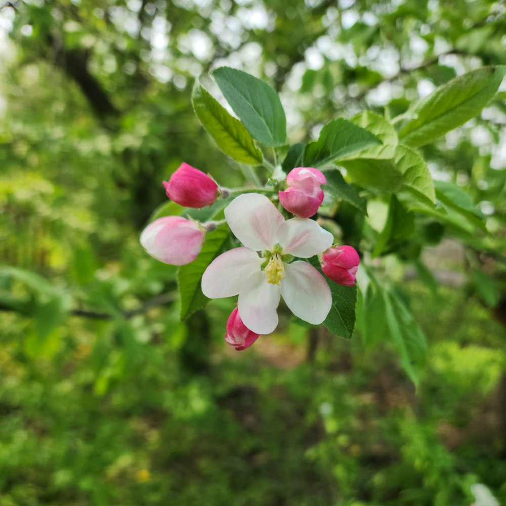 a pink and white flower on a tree branch