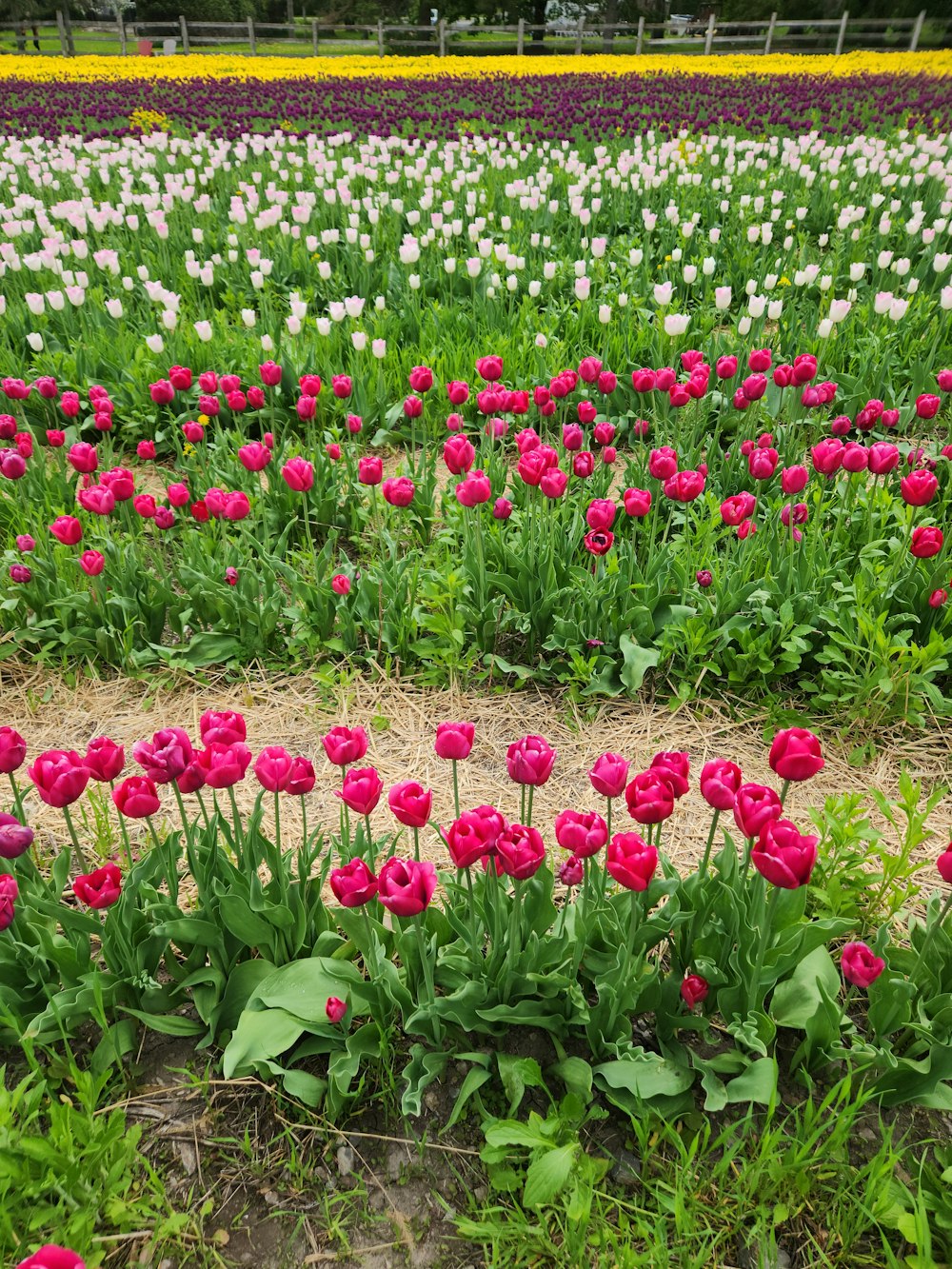 a field full of pink and white tulips