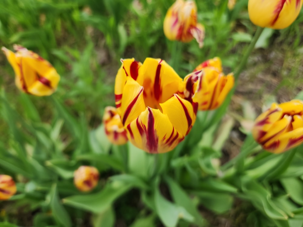 a bunch of yellow and red flowers in a field