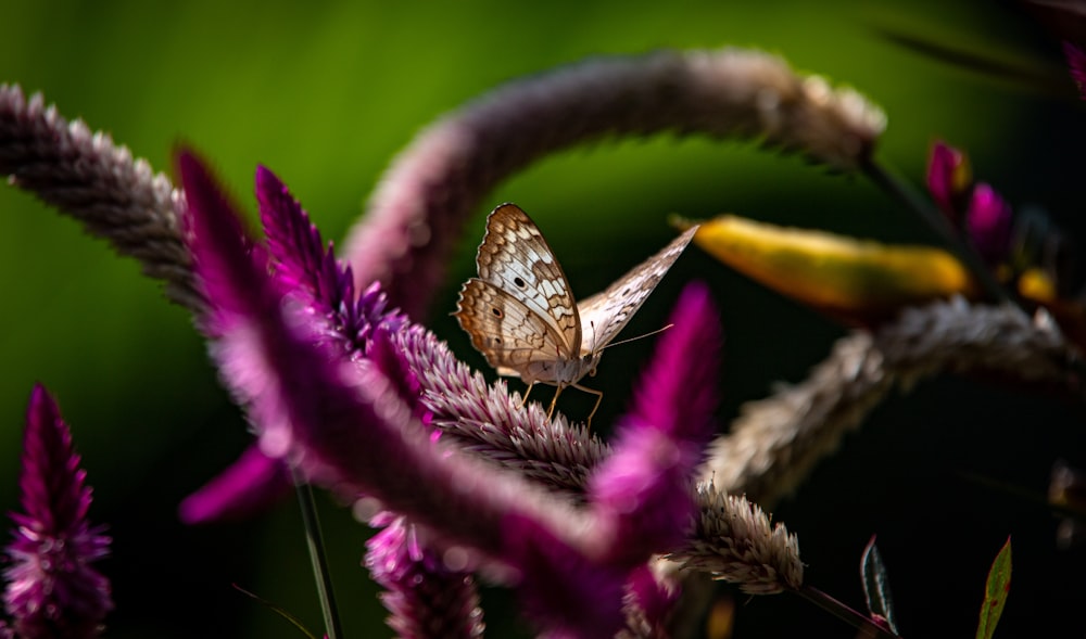 a butterfly sitting on top of a purple flower