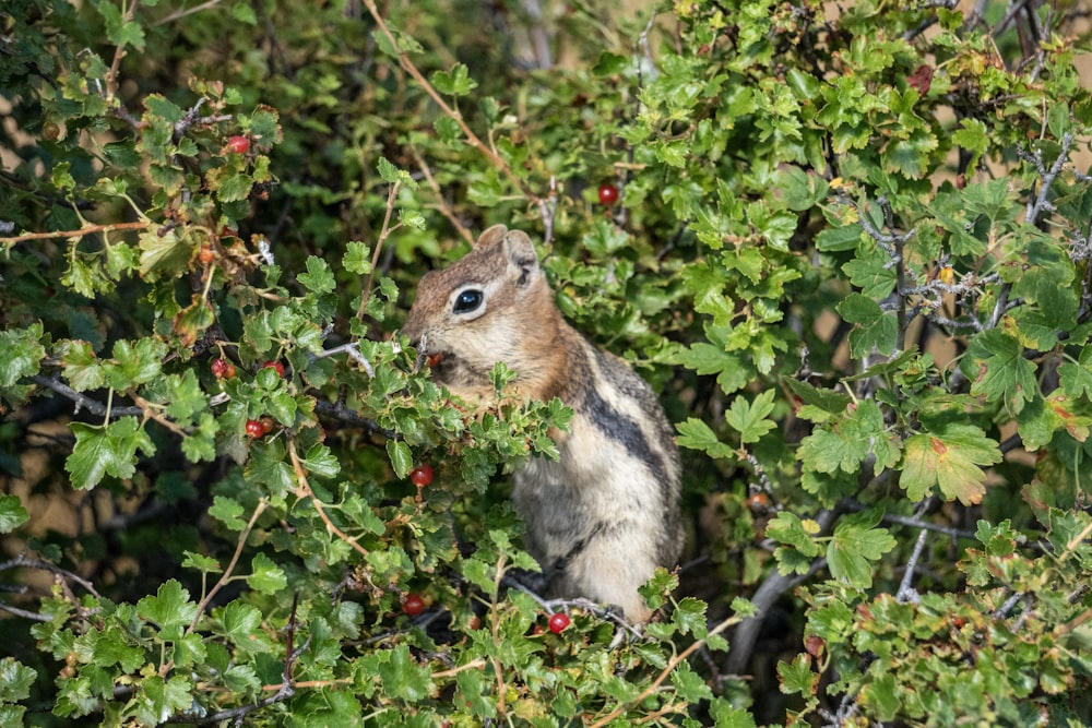 a squirrel sitting in a tree eating berries