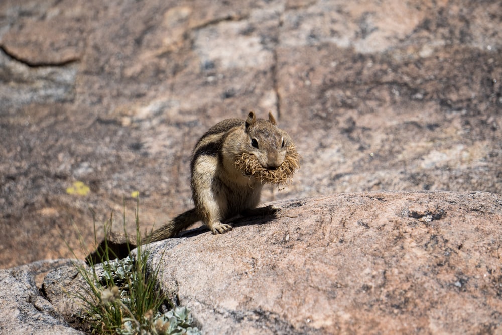 a squirrel sitting on top of a large rock