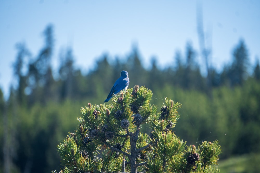 a blue bird perched on top of a pine tree