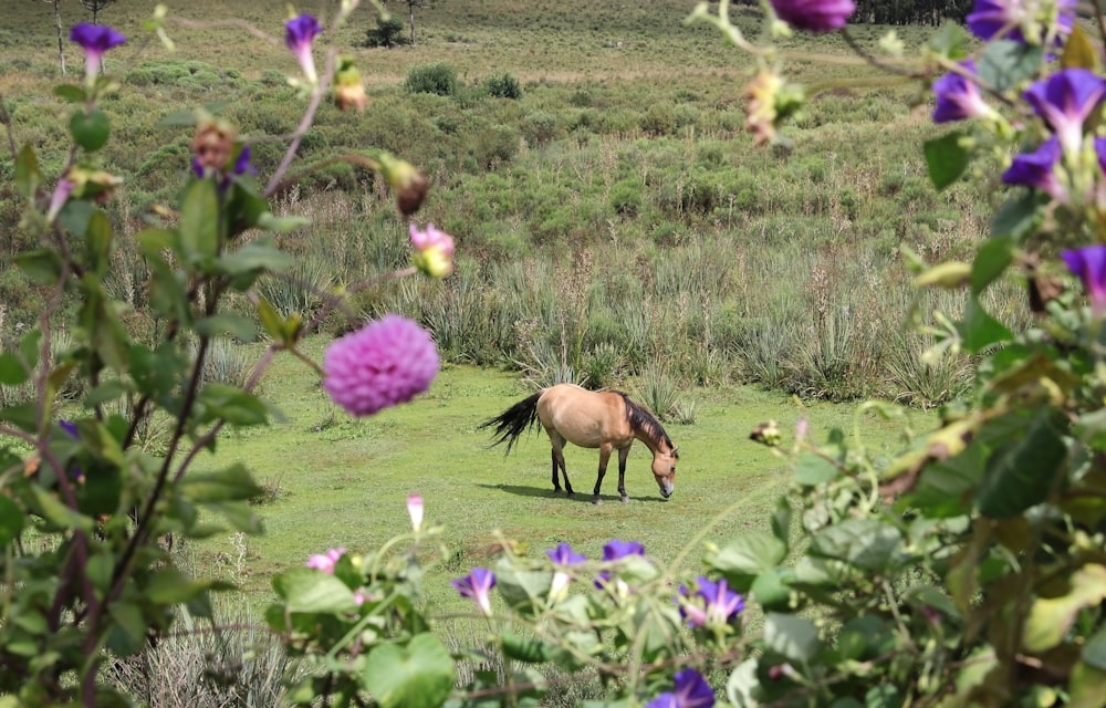a horse grazing in a field with purple flowers