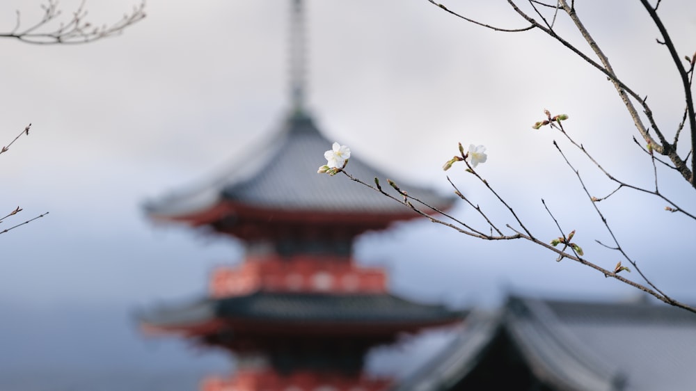 une branche d’arbre avec des fleurs blanches devant une pagode
