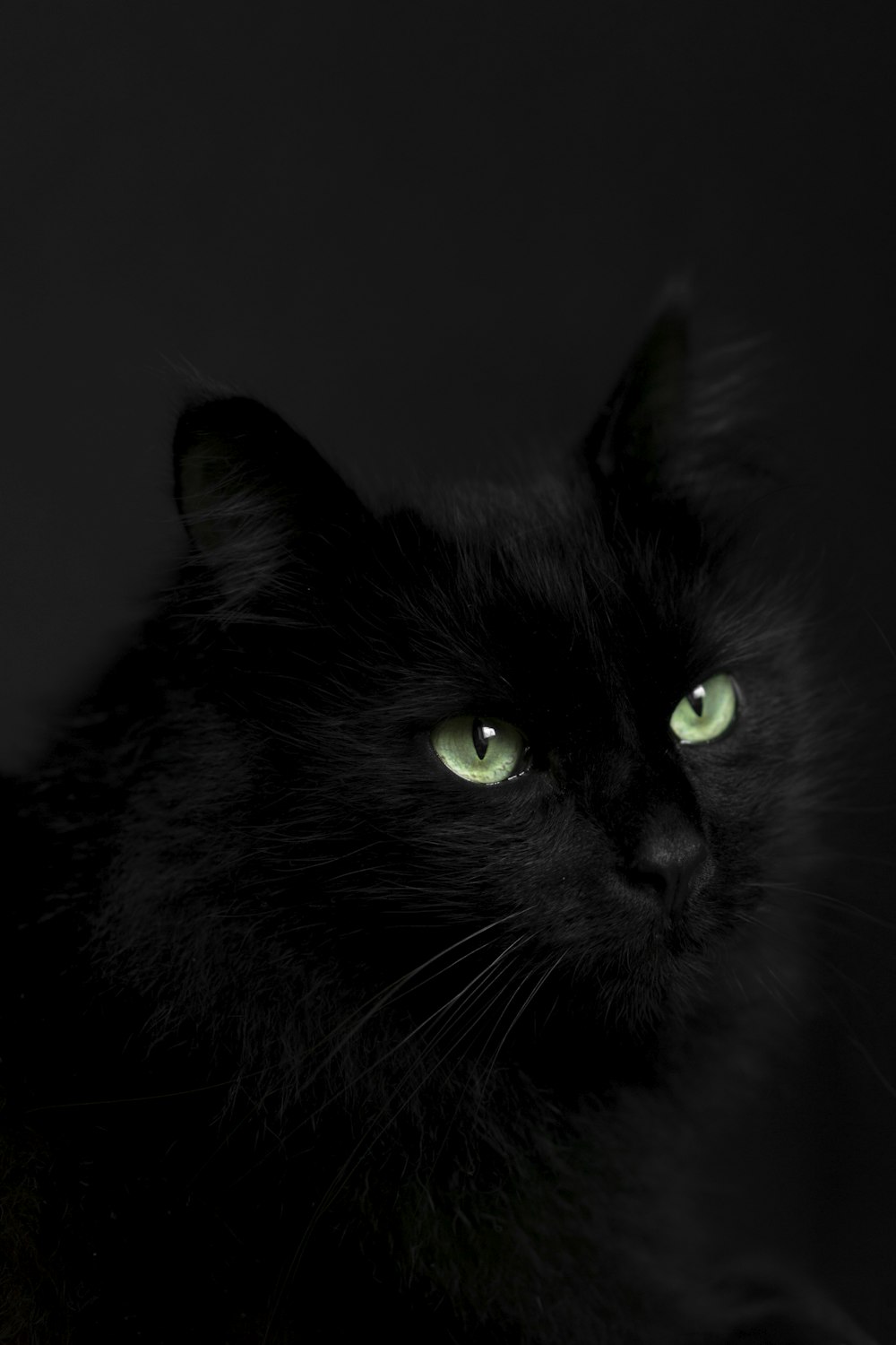 a close up of a cat with green eyes