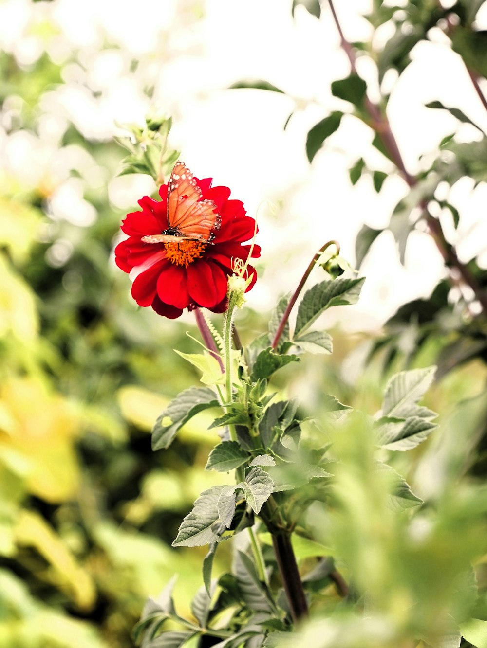 a red flower with green leaves in the background