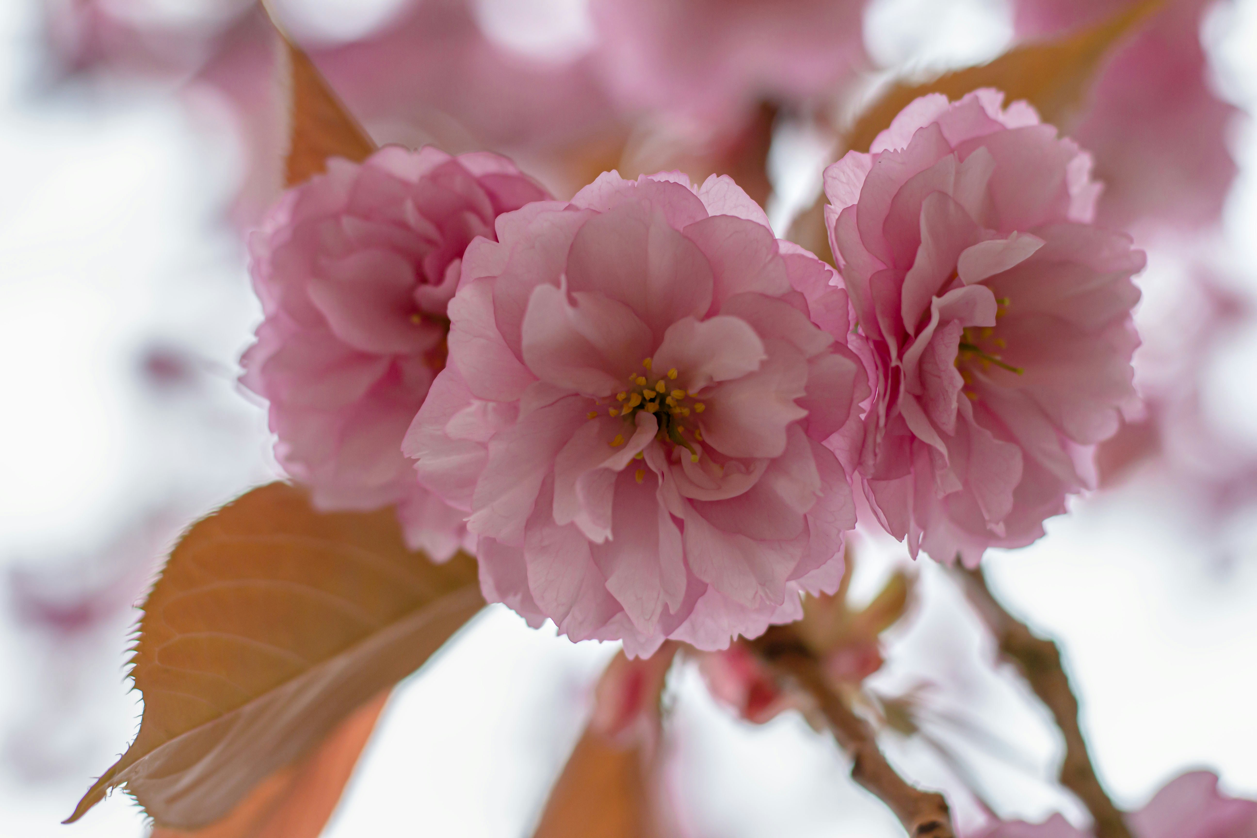 Photo by marlenelund