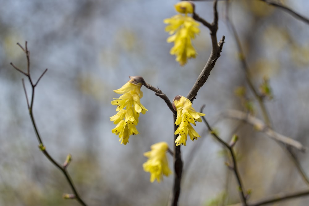 a branch of a tree with yellow flowers