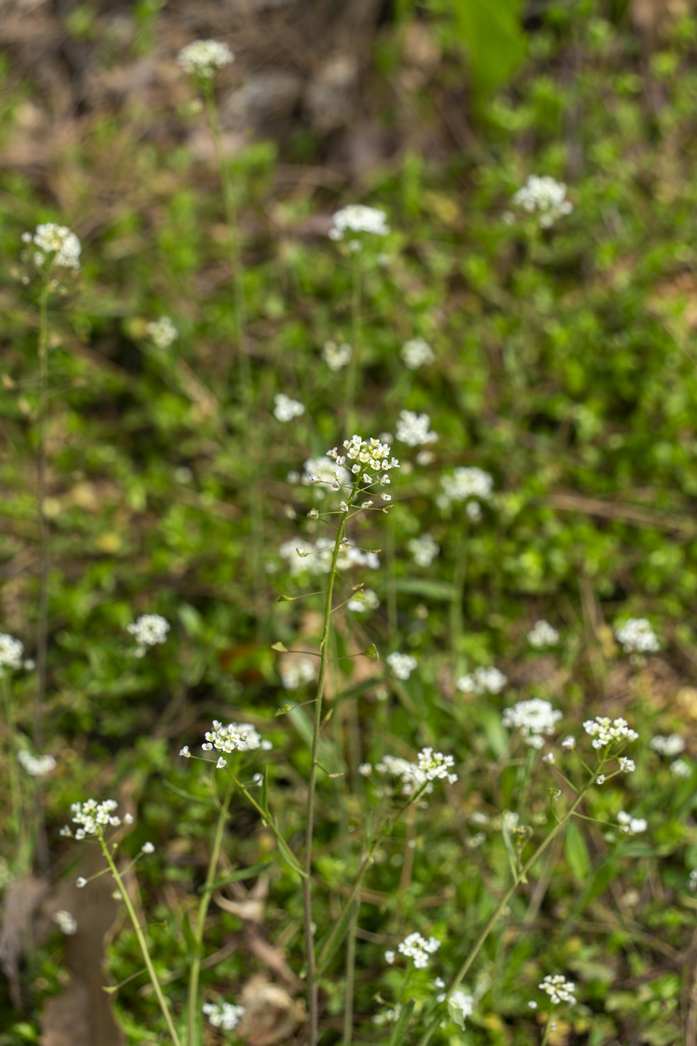 small white flowers in a field of grass