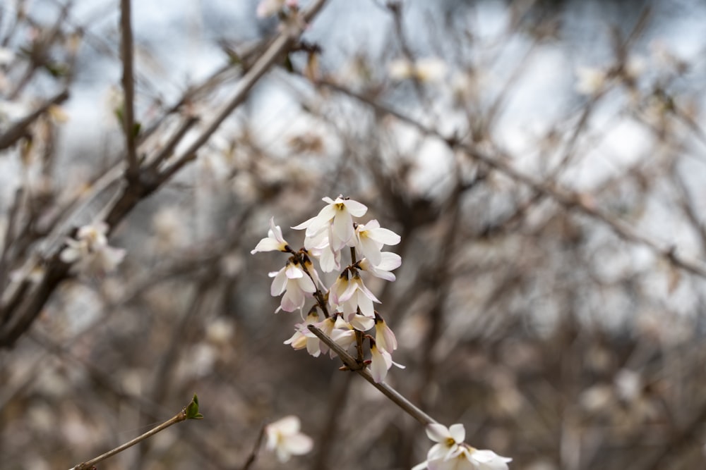 a branch of a tree with white flowers