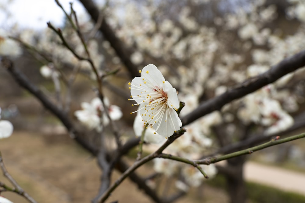 a white flower is blooming on a tree