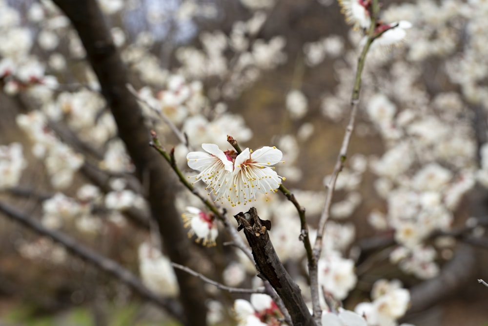 a close up of a tree with white flowers