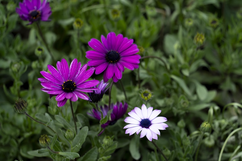 a group of purple and white flowers in a field