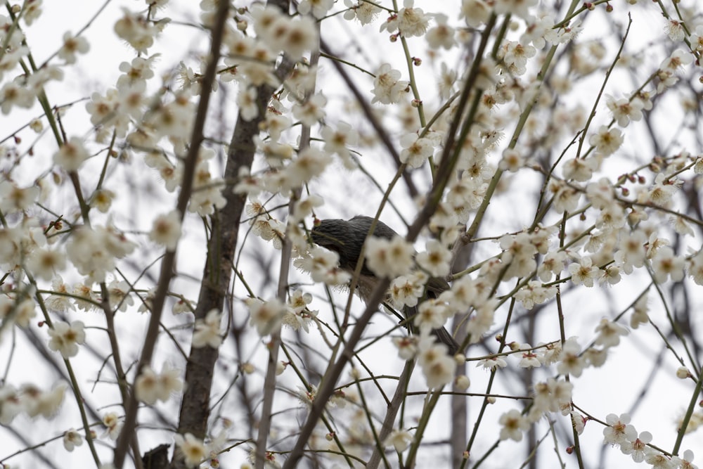 a bird sitting in a tree with white flowers
