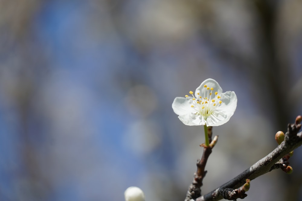 a small white flower on a tree branch