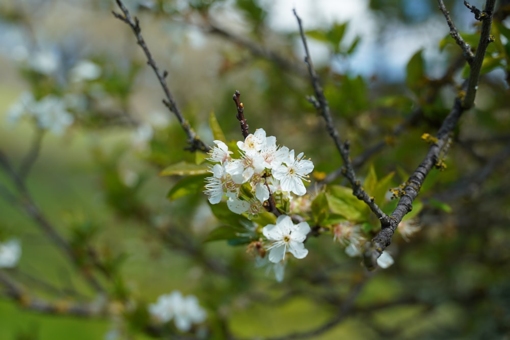 a close up of a tree with white flowers