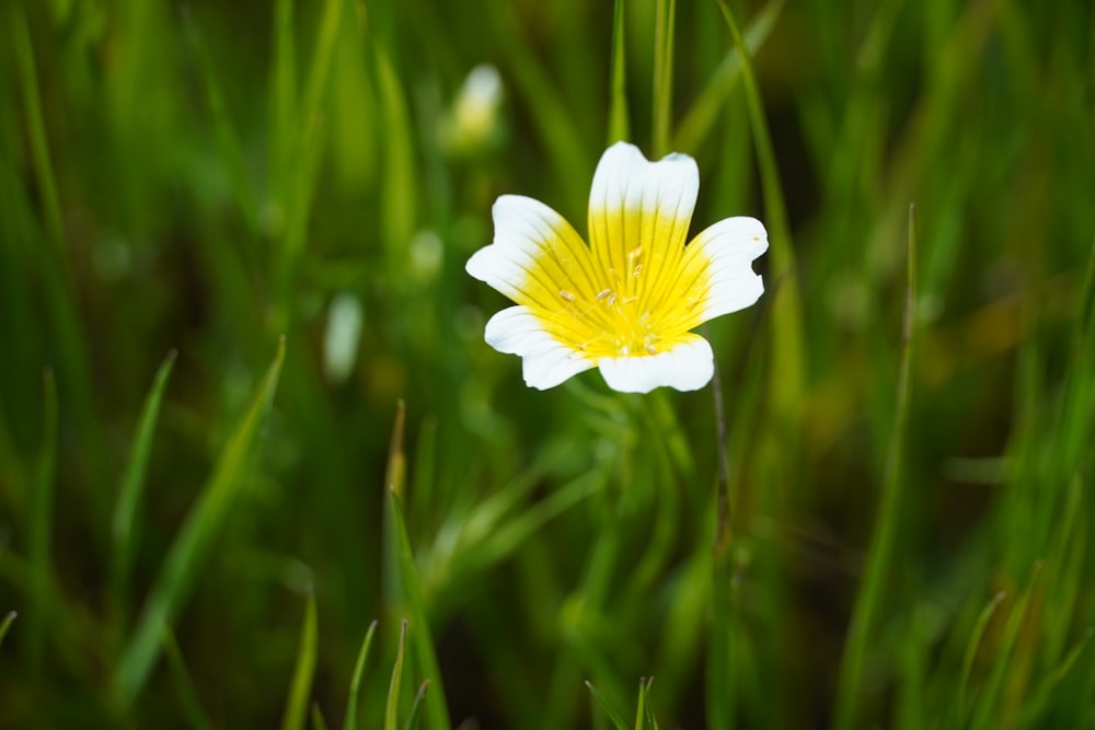 a single white and yellow flower in the grass