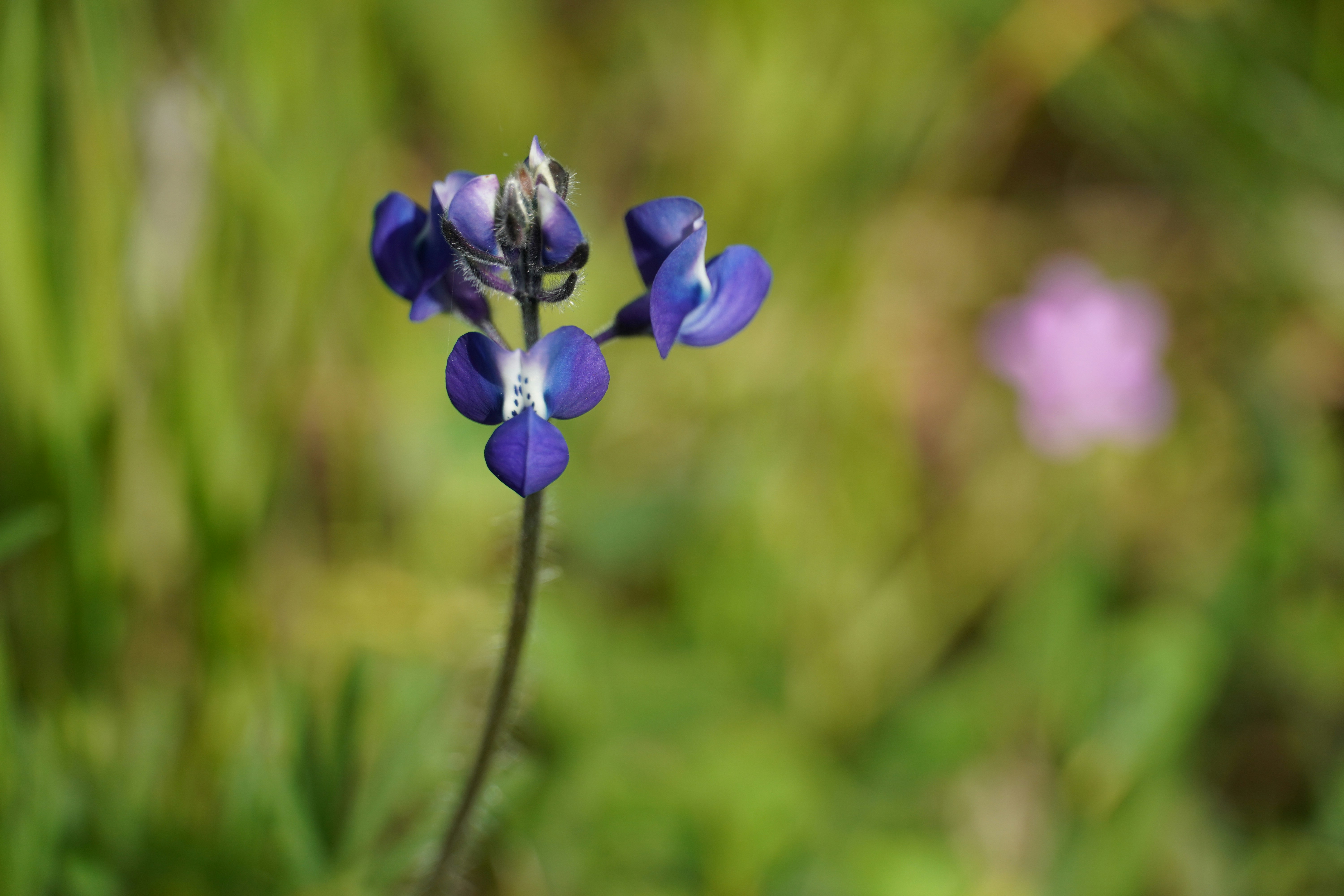 Photo by chapelbeach