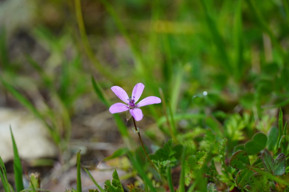 a small purple flower sitting on top of a lush green field